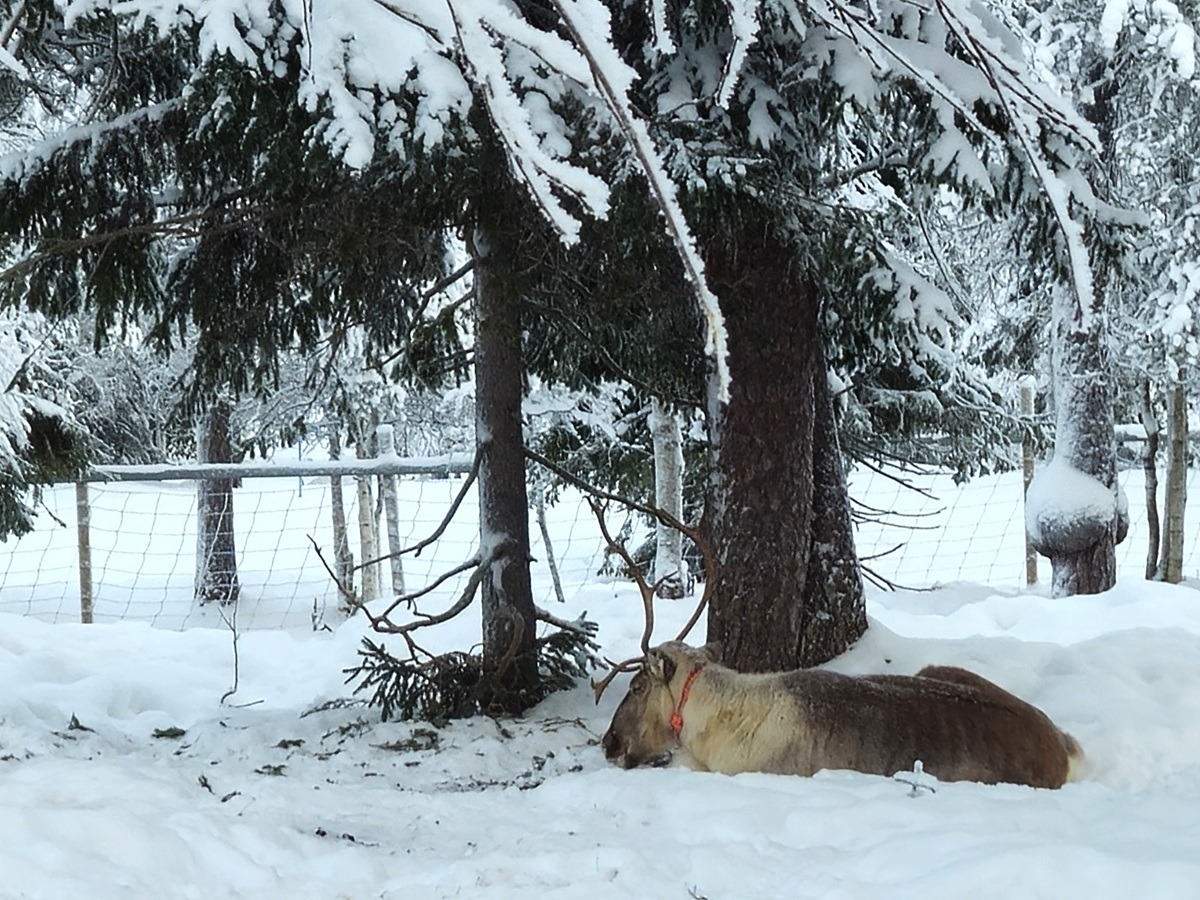 skien in ruka, lapland