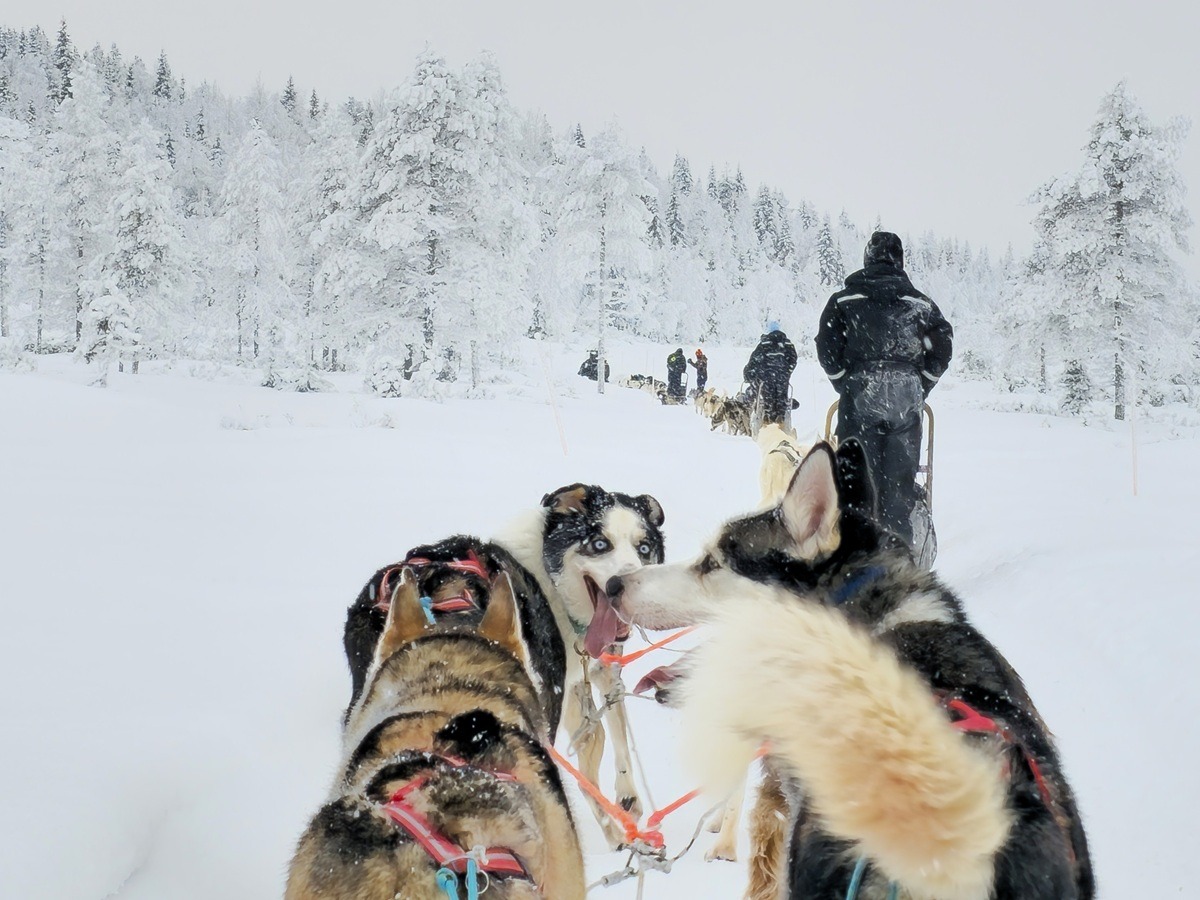 hondenslee in ruka