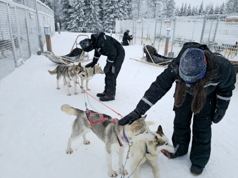 huskysafari in ruka