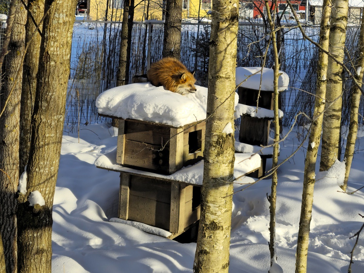 Heinola zoo