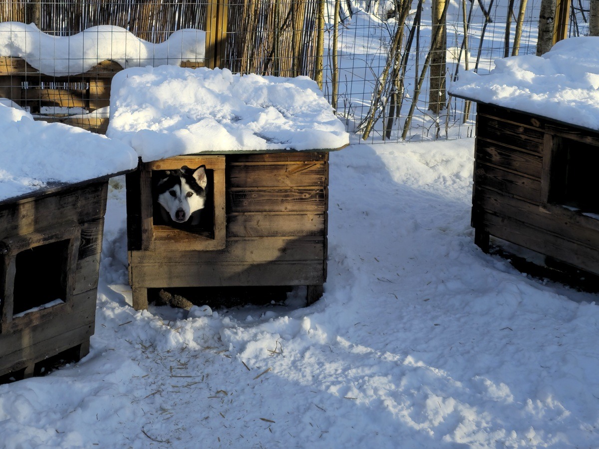 Heinola zoo