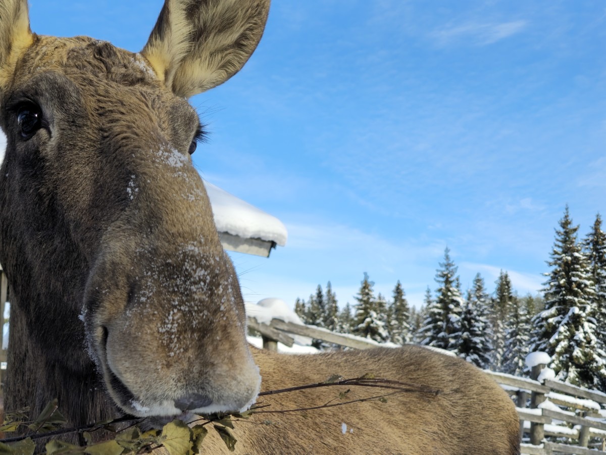 Moose Manor