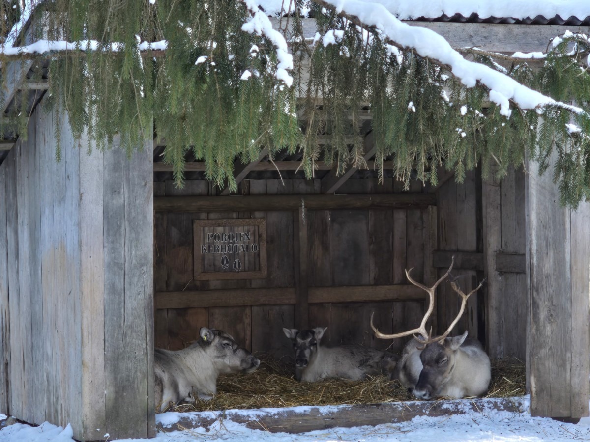 Moose Manor